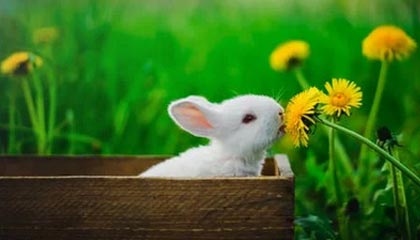 爱游戏体育-中国男子篮球联赛赛场上演惊天逆转，中国男子篮球比赛