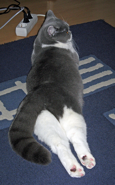 “青训合作联盟正式成立，推动职业和青训共同发展”，青训联赛