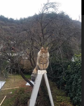 爱游戏娱乐-中国足球走向数字经济 引领行业智能升级，中国足球产业