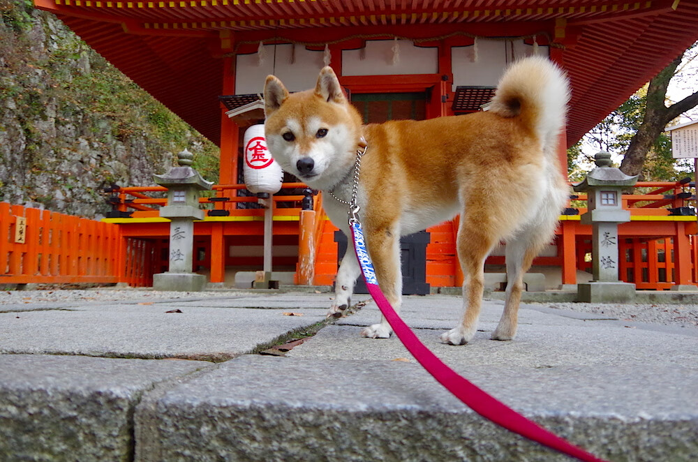 爱游戏体育app-德国骑手多米安·米歇尔斯在2024年巴黎奥运会盛装舞步比赛中以“Dante”马匹获得第六名，展现坚韧精神。