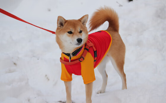 爱游戏电竞官网-德国骑手弗洛尔·德·温内在2024年欧洲三项赛锦标赛中获得个人铜牌，表现出色。