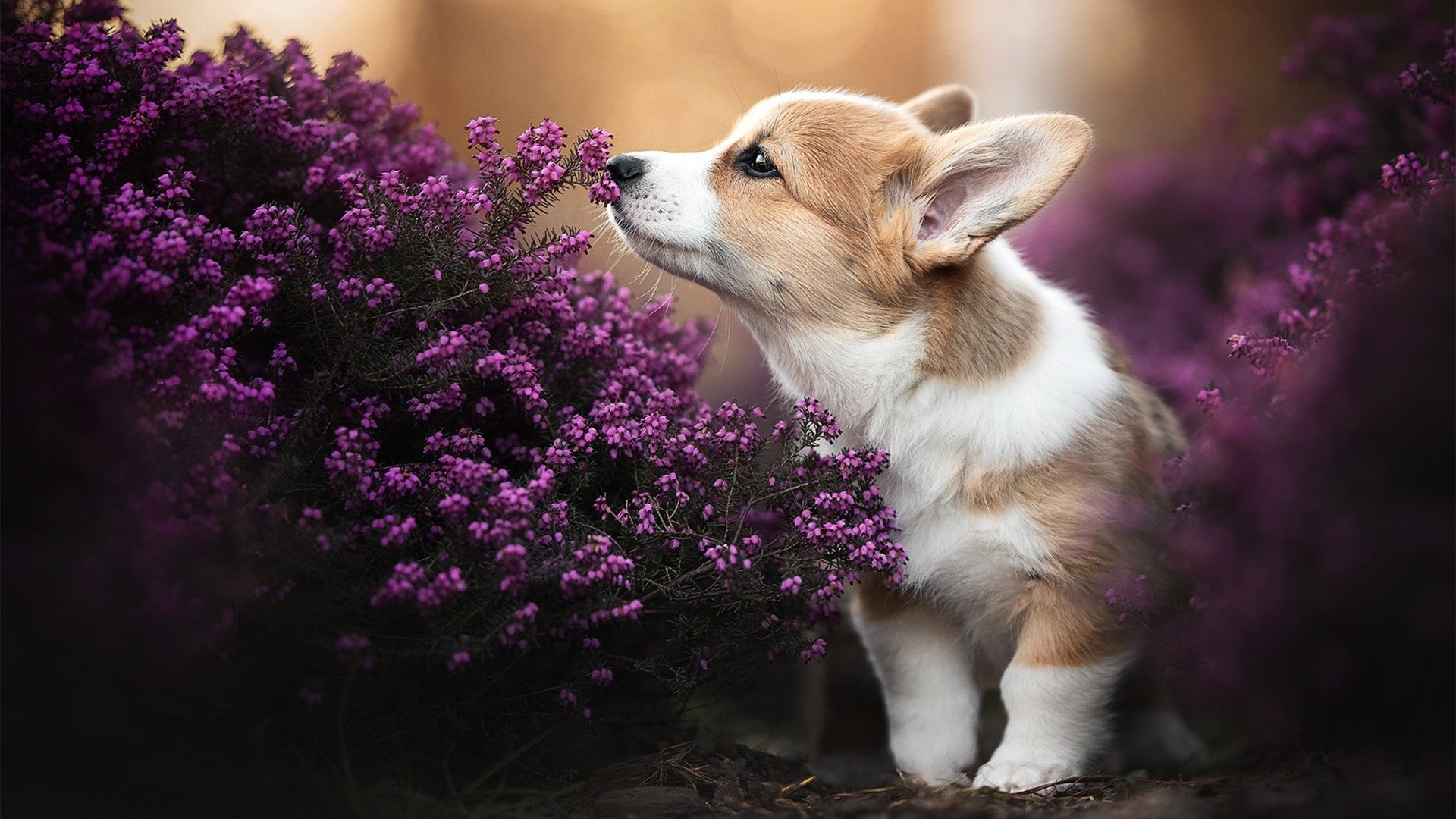 AYX GAME-王者荣耀 赛事运营升级助力推广，王者荣耀赛事规则介绍