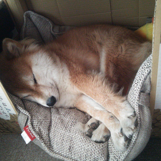 逆境奋战：那些不畏困难的足球英雄，足球奋斗