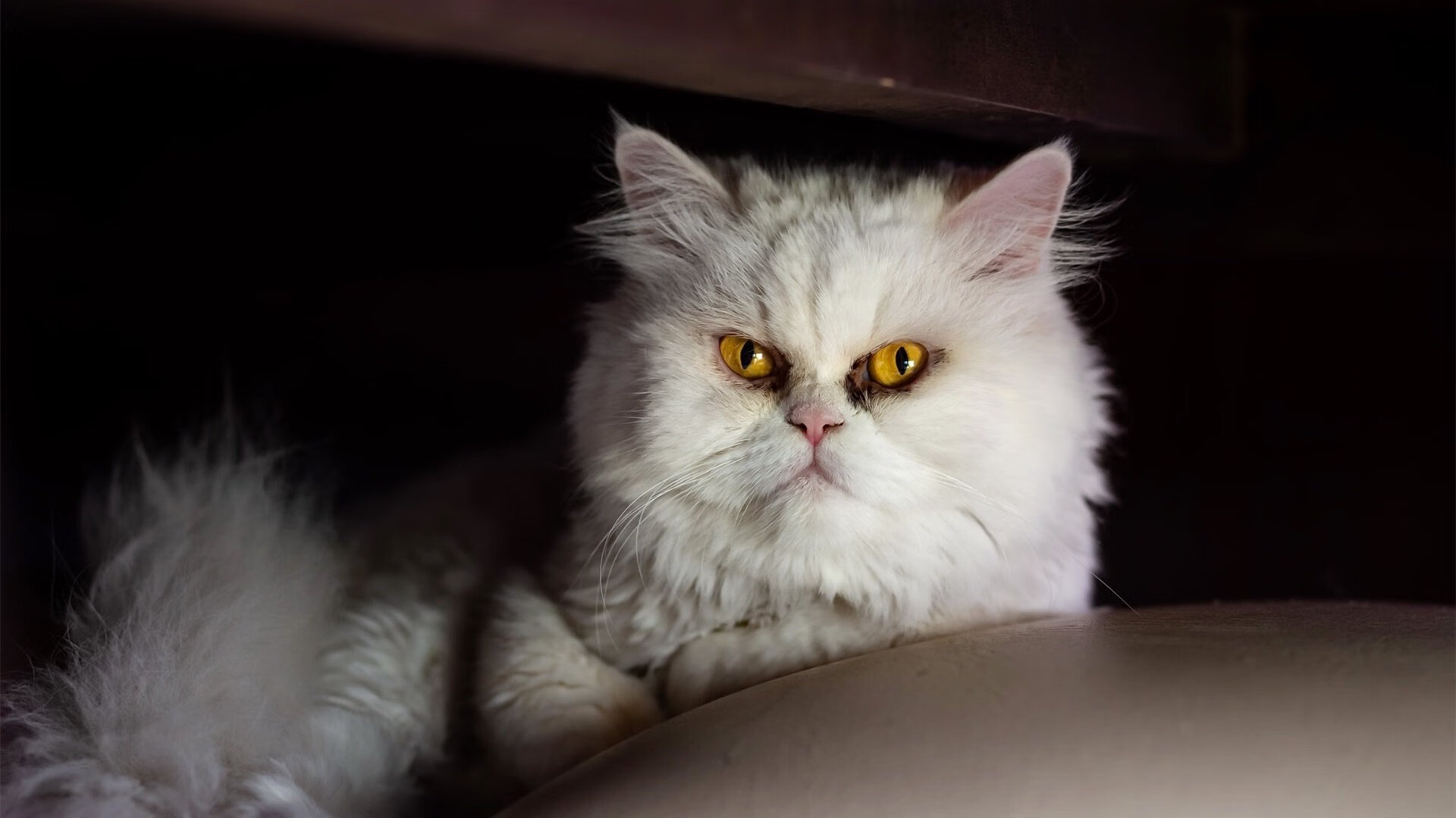 首批“足球+科技”创新项目在全国落地,开启行业新探索,足球创新创业项目