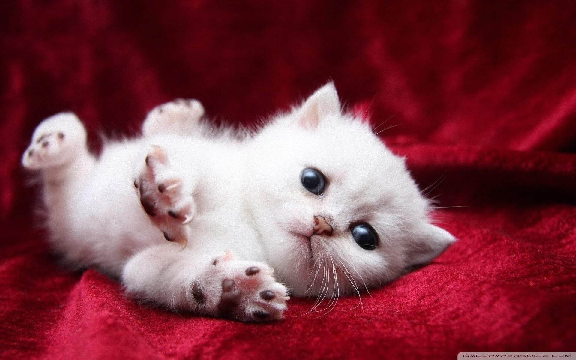 中超比赛观众满意度持续提升，中超场均观众