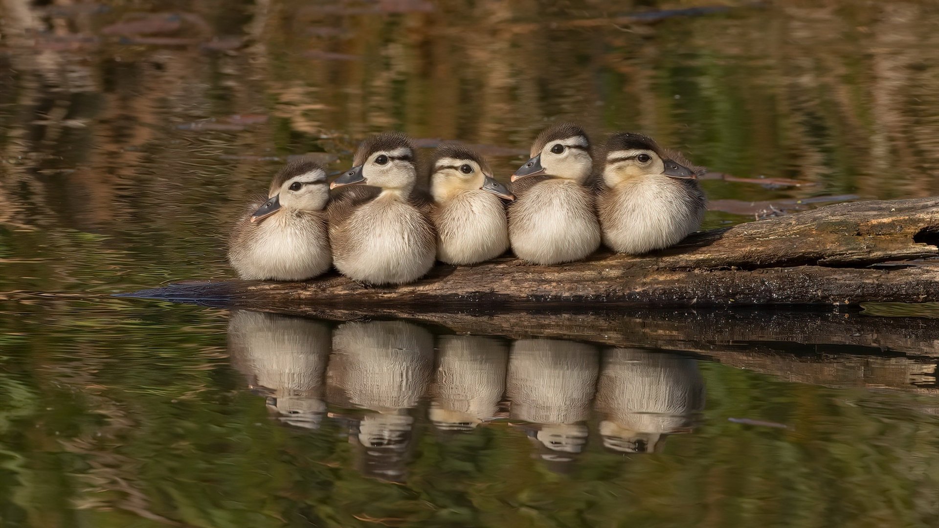 克罗地亚体现实力:横扫俄罗斯轻松进入半决赛,克罗地亚比赛战绩