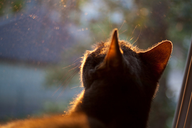 广东宏远本土球员成长迅速,广东宏远2020年球员资料