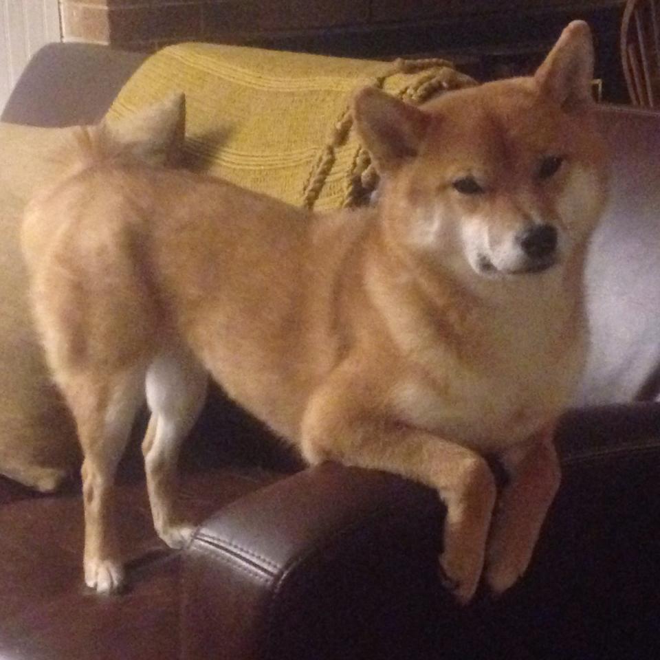 爱游戏在线娱乐官网-战神对决：全球篮球顶级强队对决如期举行，战神vs