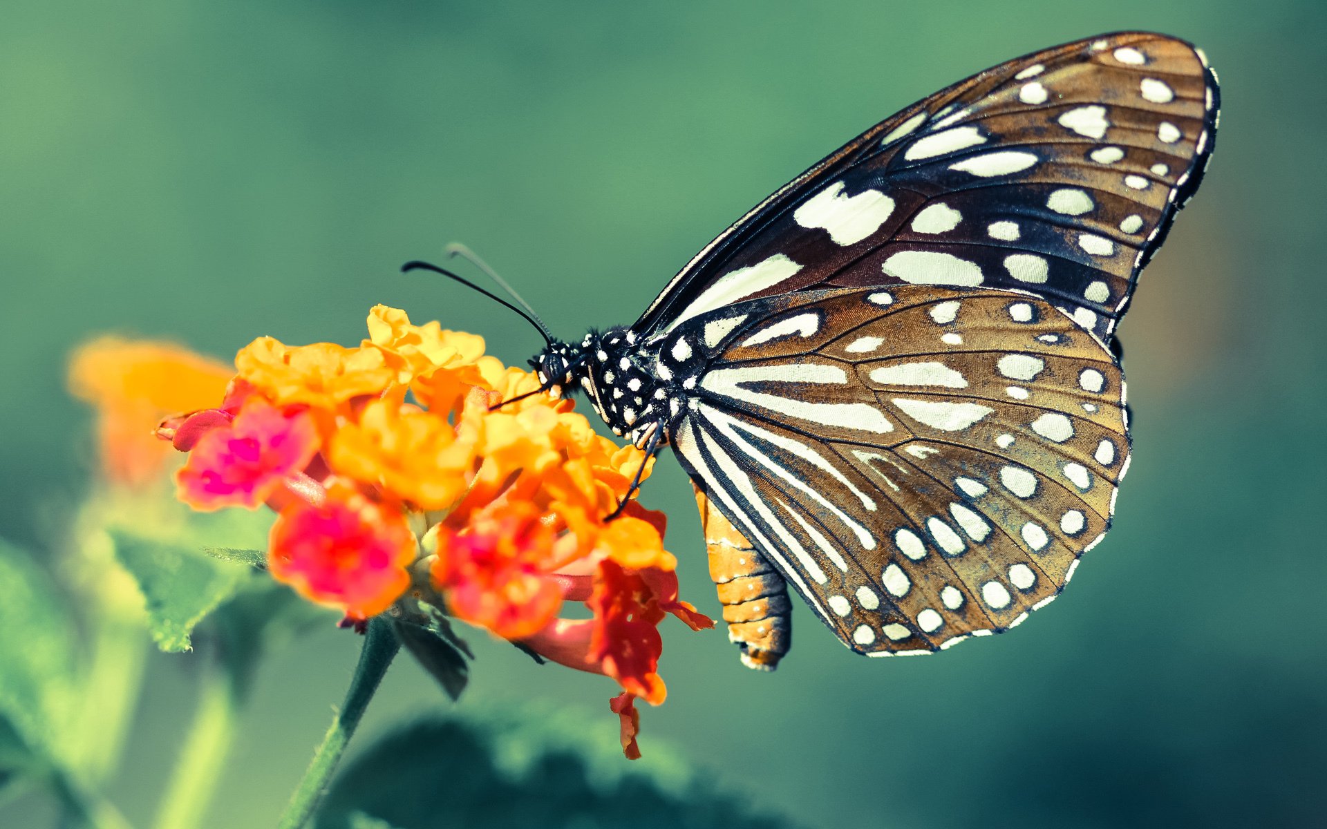 波尔图铁桶阵助推晋级,展现稳固实力,波尔图套