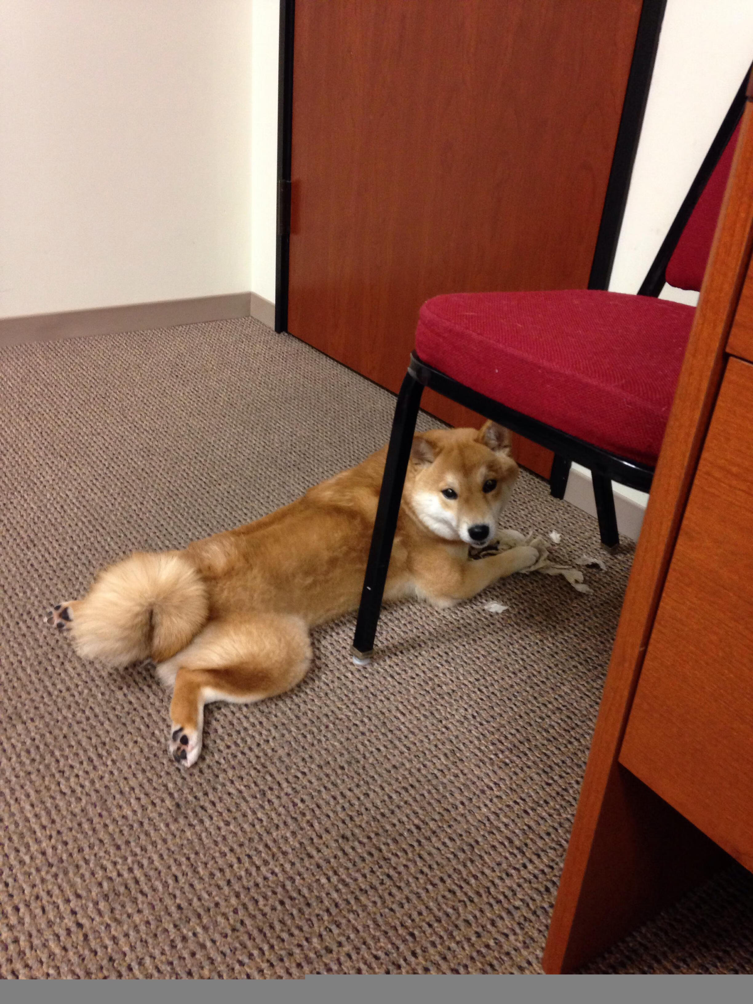 爱游戏娱乐平台-萨索洛主场-击败都灵，贝里亚尔进球助攻领衔，萨索洛vs贝内文托