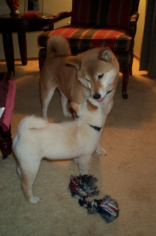 AYX体育官网-逆转滑雪项目中国队集体晋级决赛，滑雪大回转比赛