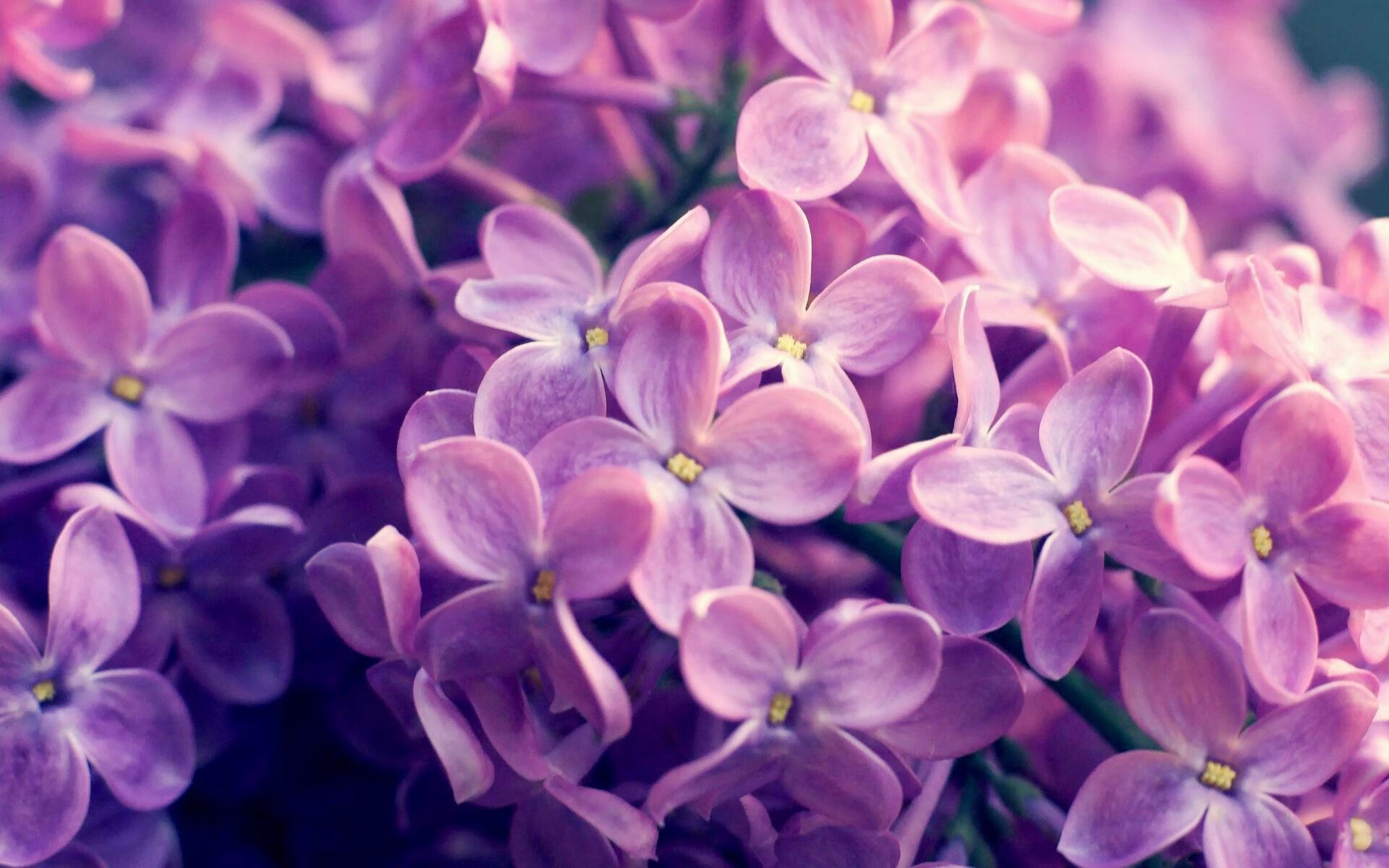雷恩泰前锋梅开二度，率队战胜劲旅取得胜利，雷恩vs梅斯比分预测
