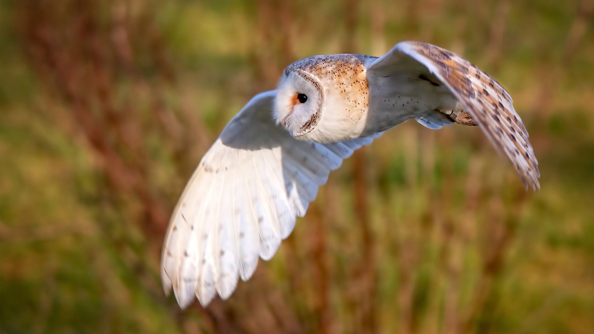 亚洲杯中国足球战胜 球员技战术水平提高,足球亚洲杯中国队怎么样