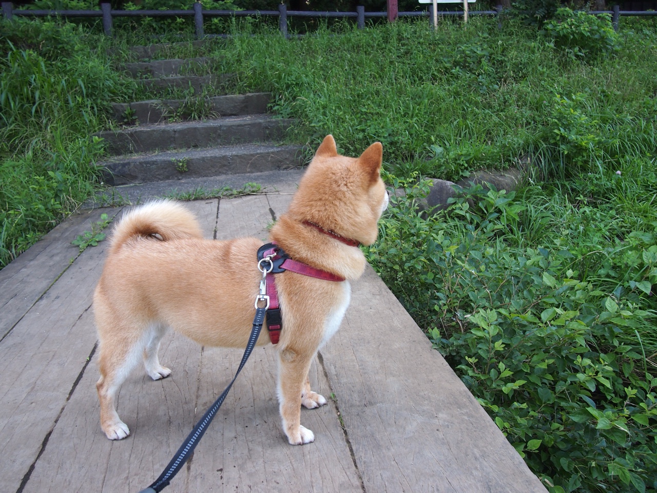 爱游戏登录入口-国际乒联推行环保赛事，推动绿色发展，国际乒联赛事改革