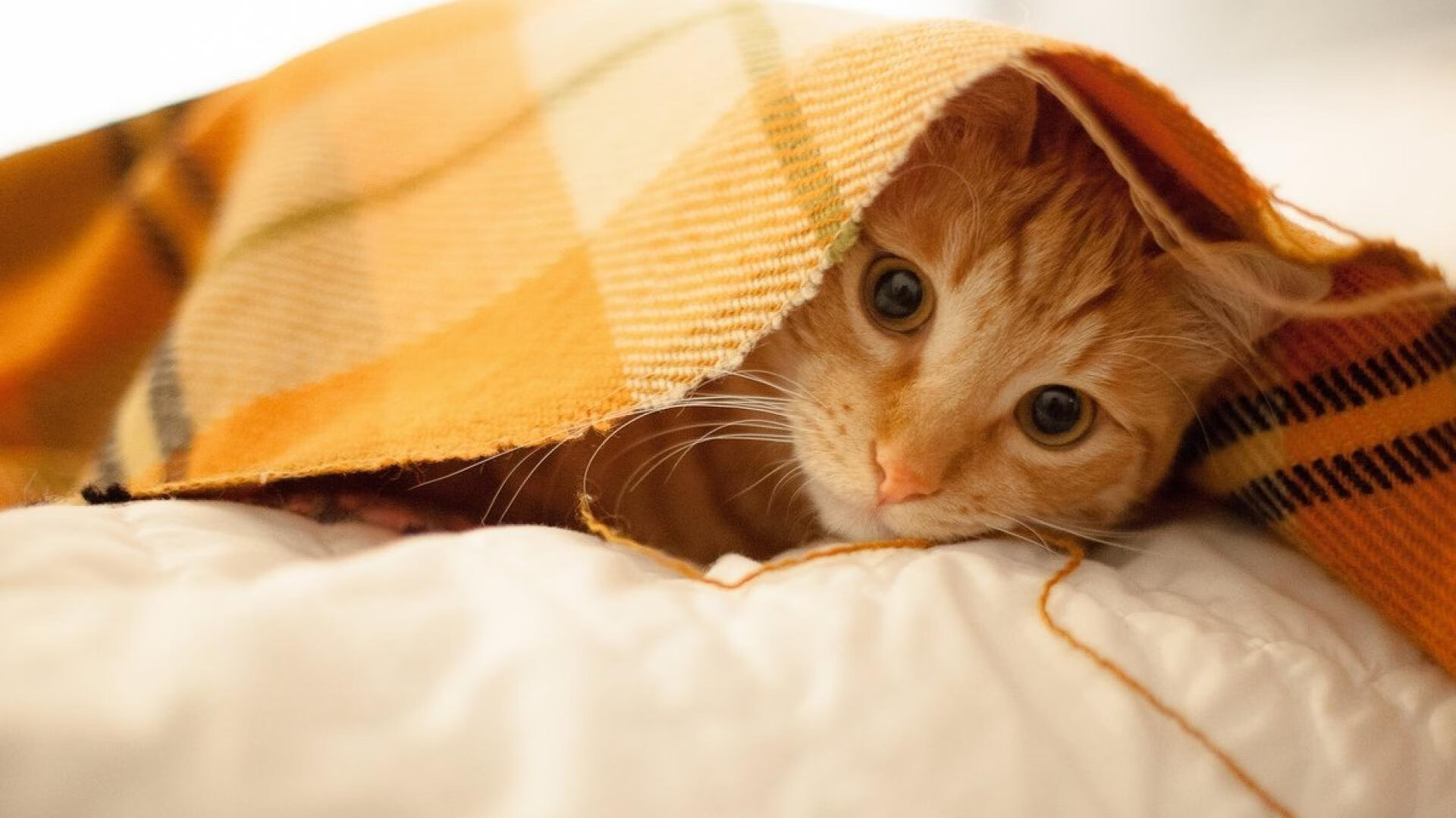 短道速滑世界杯开赛 中国队多人晋级决赛，短道速滑世界杯中国队名单