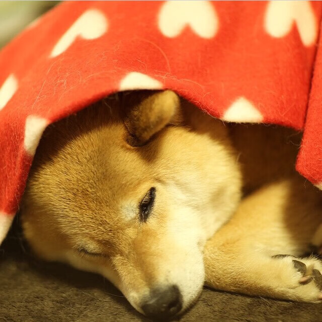 辽宁飞豹调整阵容结构适应不同比赛节奏,辽宁飞豹队员集体照