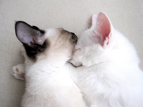 AIYOUXI.COM-足球联赛裁判语音通讯系统全面部署，足球比赛裁判说什么语言